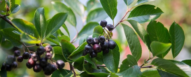 Aronia