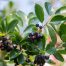 Aronia